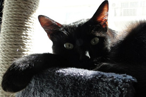 Asher, my gorgeous black cat.